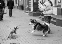How to Stop Dog From Pulling on Leash How to Stop Dog From Pulling on Leash