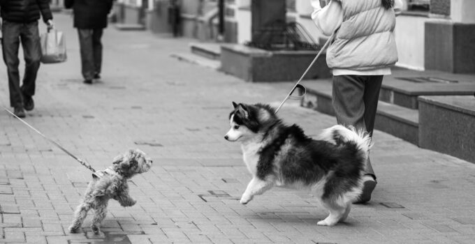 Photo Stop Dog Pulling Leash