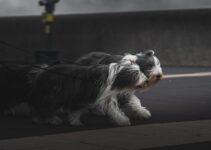 How to Groom a Long-Haired Dog at Home