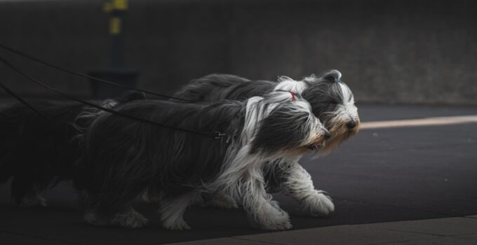 Photo Grooming a Long-Haired Dog
