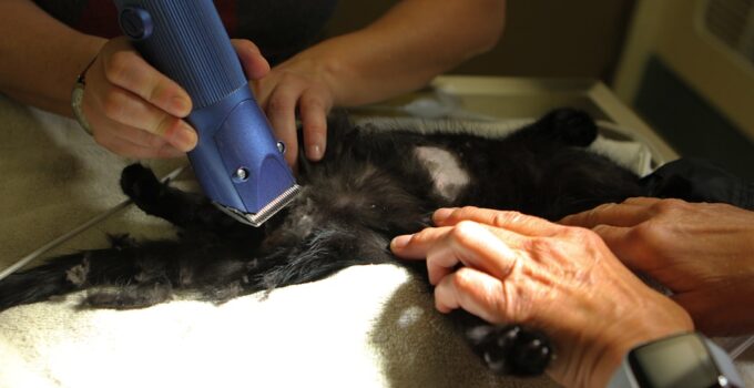 Photo Remove Pet Hair