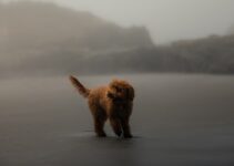 How to Calm an Anxious Dog During Storms How to Calm an Anxious Dog During Storms