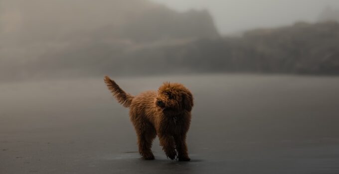 Photo Calm Anxious Dog During Storms