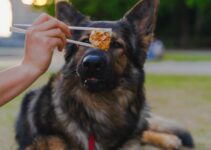 How to Choose the Right Dog Food