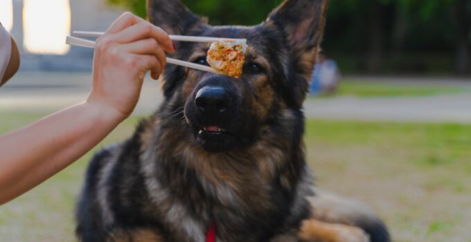 Photo Choose Right Dog Food