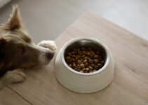 How to Make Homemade Dog Treats How to Make Homemade Dog Treats