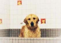 How to Give Your Dog a Bath at Home