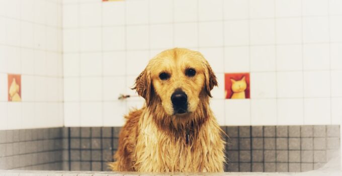 Photo Dog Bath