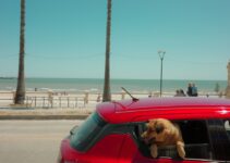 How to Travel With Pets on Long Road Trips How to Travel With Pets on Long Road Trips