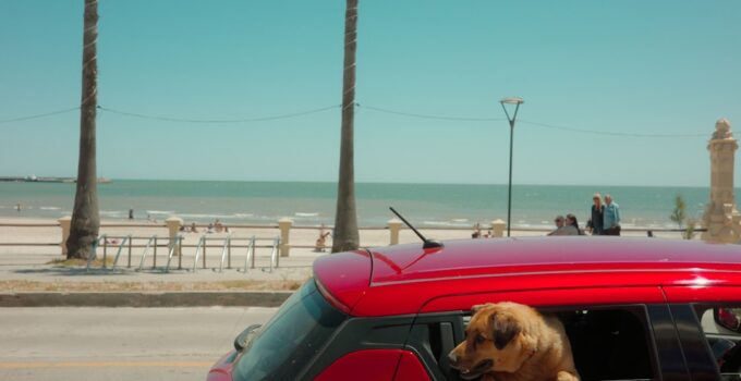 Photo Travel with Pets