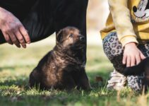 How to Introduce Dog to Baby Safely