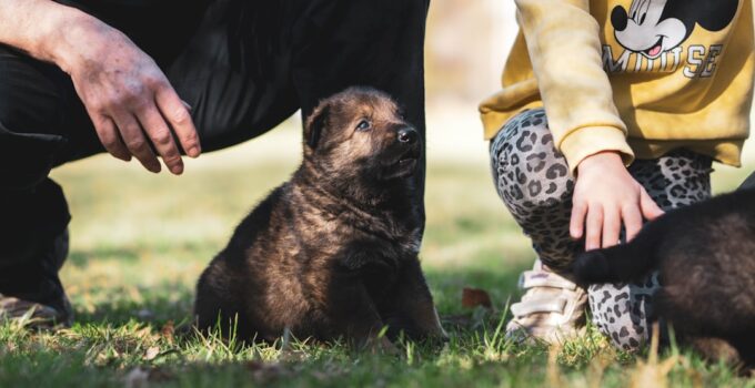 Photo Introduce Dog to Baby Safely