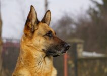 How to Choose the Right Dog Breed for Your Lifestyle and Home
