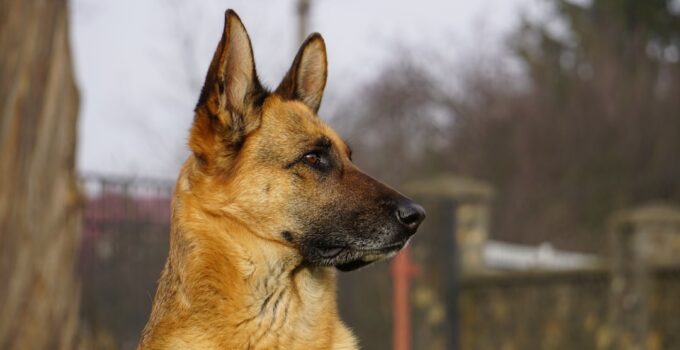 Photo Dog Breed