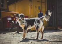 How to Train Your Dog to Sit, Stay, and Come Using Positive Reinforcement How to Train Your Dog to Sit, Stay, and Come Using Positive Reinforcement
