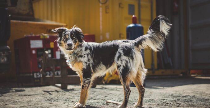 Photo Train Your Dog