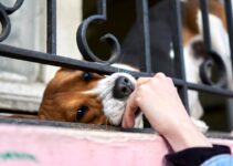How to Stop Dog From Begging at Table