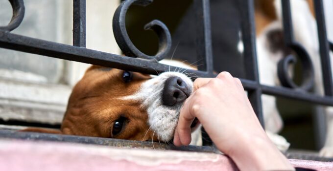 Photo Stop Dog Begging