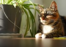 How to Keep Your Cat Happy and Healthy Indoors All Year Round How to Keep Your Cat Happy and Healthy Indoors All Year Round