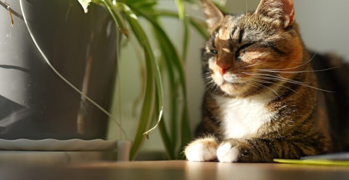Photo Cat Happy and Healthy Indoors