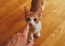 How to Introduce a New Pet to Your Home Without Stress or Conflict