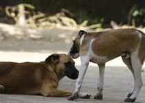 How to Understand Your Dog’s Body Language and What It Means How to Understand Your Dog’s Body Language and What It Means