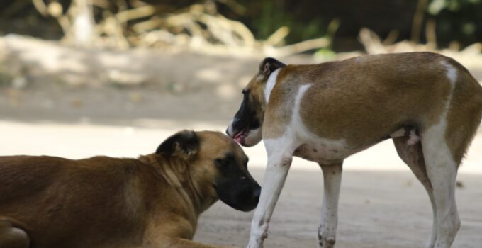 Photo Dogs Body Language