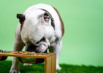 How to Build the Perfect Diet for Your Dog at Every Life Stage