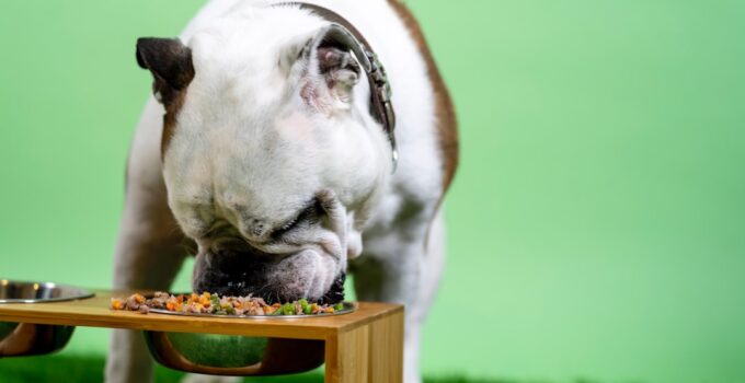 Photo Perfect Diet for Your Dog