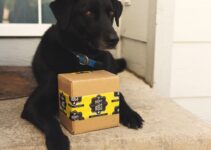 How to Choose the Right Size Crate for Dog How to Choose the Right Size Crate for Dog