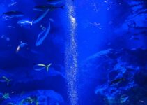 How to Set Up the Perfect Aquarium for Beginners Without Making Mistakes How to Set Up the Perfect Aquarium for Beginners Without Making Mistakes
