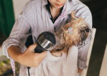 How to Groom Your Dog at Home and Save Money on Professional Grooming How to Groom Your Dog at Home and Save Money on Professional Grooming