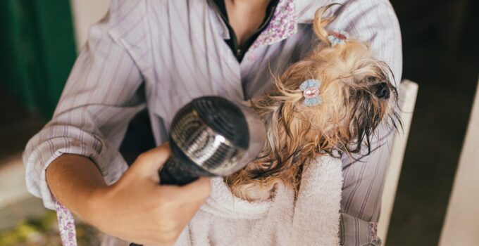 Photo Groom Your Dog at Home