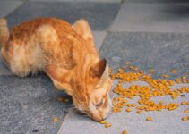 How to Choose the Best Cat Food for Your Cat’s Age and Health Needs