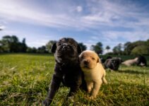 How to Train a Puppy in the First Week Without Losing Your Sanity How to Train a Puppy in the First Week Without Losing Your Sanity