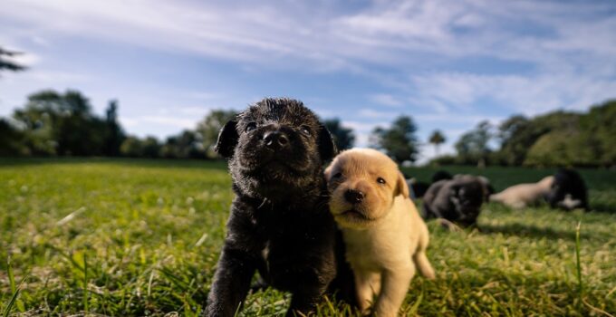 Photo Train a Puppy