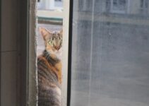 How to Keep Indoor Cat Entertained