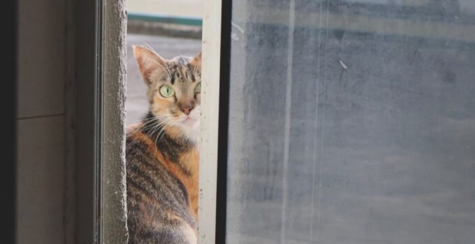 Photo Indoor Cat Entertained