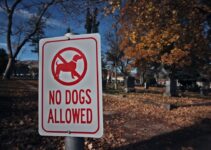How to Recognize the Signs That Your Pet Needs to See a Vet Immediately How to Recognize the Signs That Your Pet Needs to See a Vet Immediately