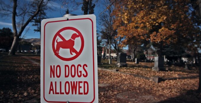 Photo Recognize Signs Pet Needs Vet