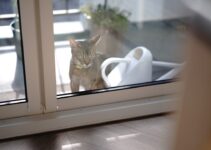 How to Create a Pet-Friendly Home That Is Safe and Comfortable How to Create a Pet-Friendly Home That Is Safe and Comfortable
