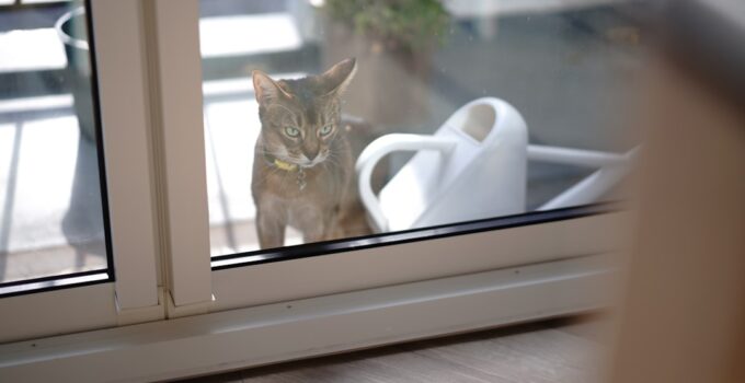 Photo Pet-Friendly Home