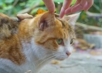 How to Understand Why Cats Knead and Other Strange Cat Behaviors Explained How to Understand Why Cats Knead and Other Strange Cat Behaviors Explained