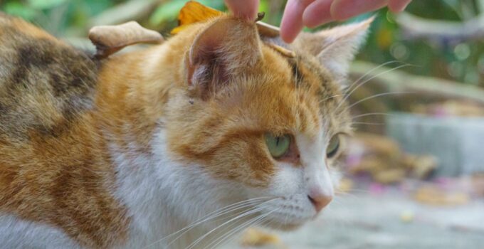 Photo Cats Knead