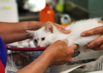 How to Choose the Right Veterinarian for Your Pet and What to Ask