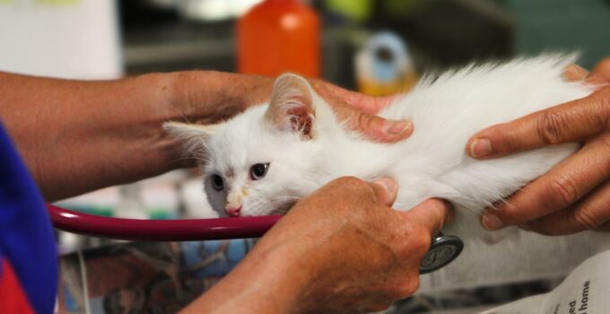 Photo veterinarian