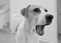 How to Keep Your Dog Active and Mentally Stimulated Every Day