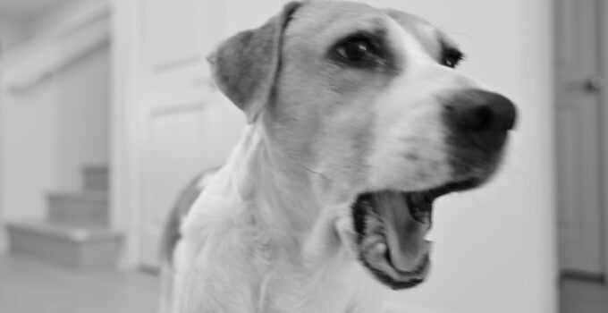 Photo Dog Active