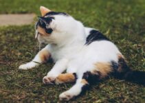 How to Help an Overweight Dog or Cat Lose Weight Safely
