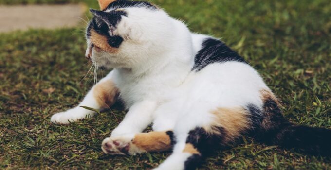 Photo Overweight Pet